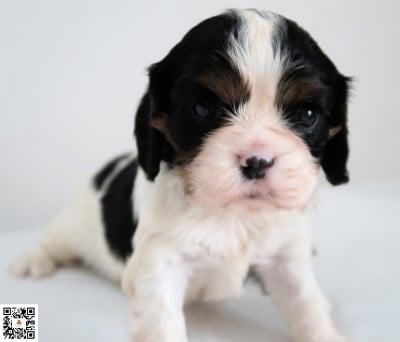 Les chiots de Cavalier King Charles Spaniel