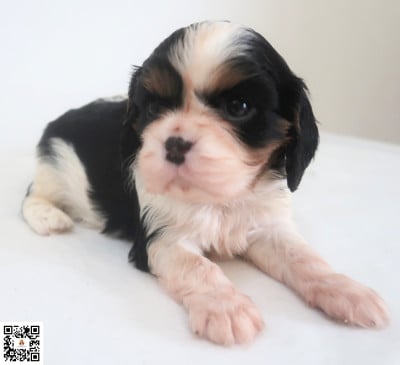 Les chiots de Cavalier King Charles Spaniel