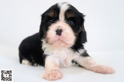 Les chiots de Cavalier King Charles Spaniel