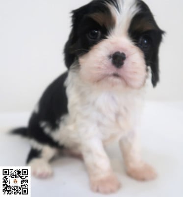 Les chiots de Cavalier King Charles Spaniel