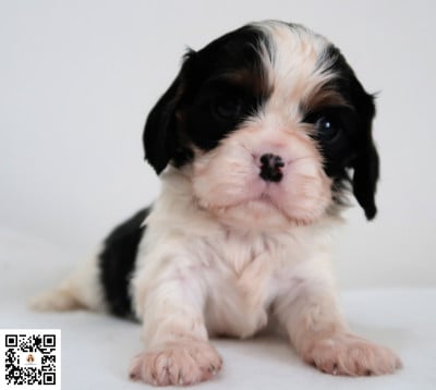 Les chiots de Cavalier King Charles Spaniel