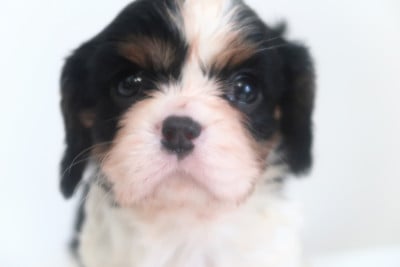 Les chiots de Cavalier King Charles Spaniel