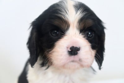 Les chiots de Cavalier King Charles Spaniel
