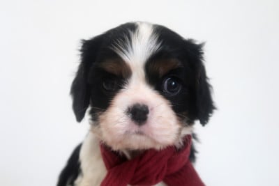 Les chiots de Cavalier King Charles Spaniel