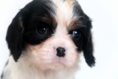 Les chiots de Cavalier King Charles Spaniel