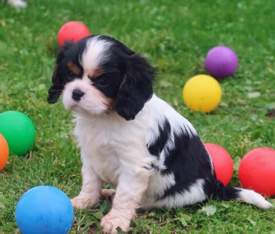 Les chiots de Cavalier King Charles Spaniel