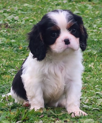Les chiots de Cavalier King Charles Spaniel