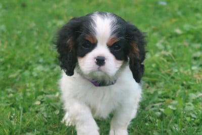 Les chiots de Cavalier King Charles Spaniel