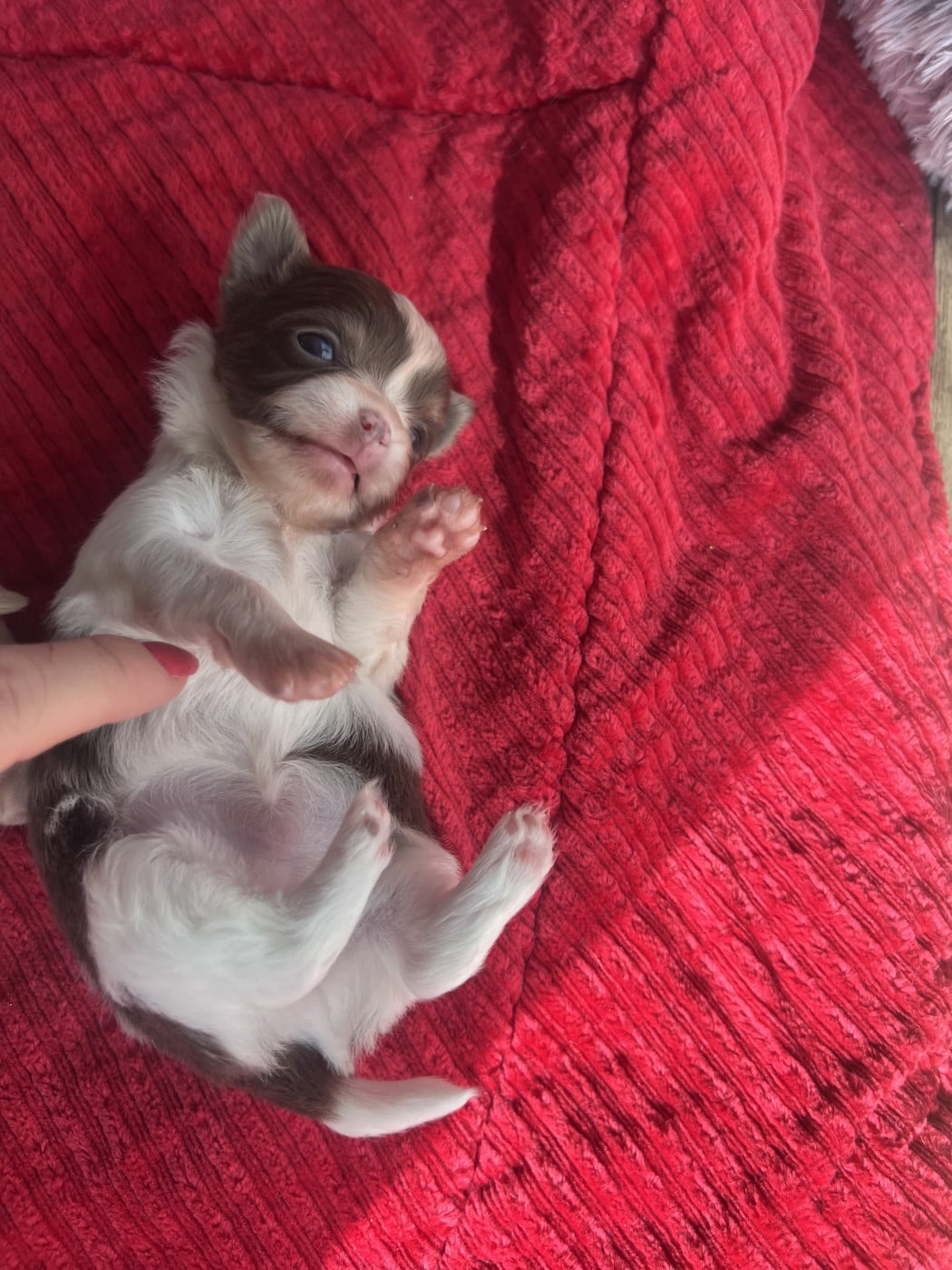 Chiot N°3 - Chihuahua