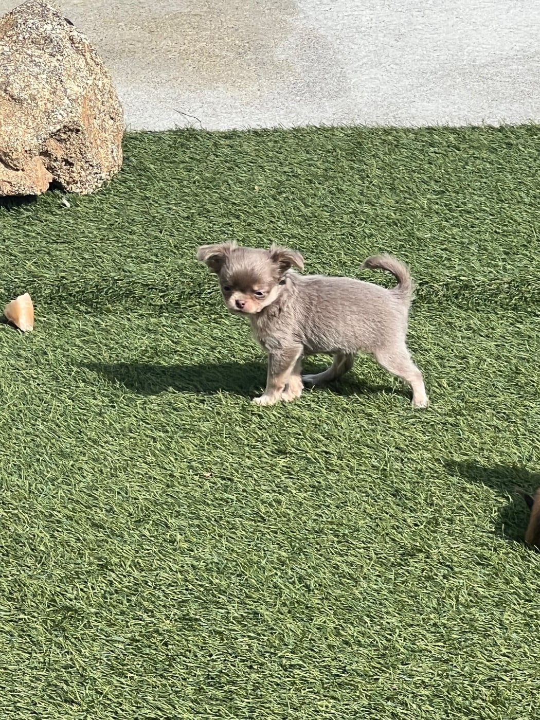 Baloo - Chihuahua