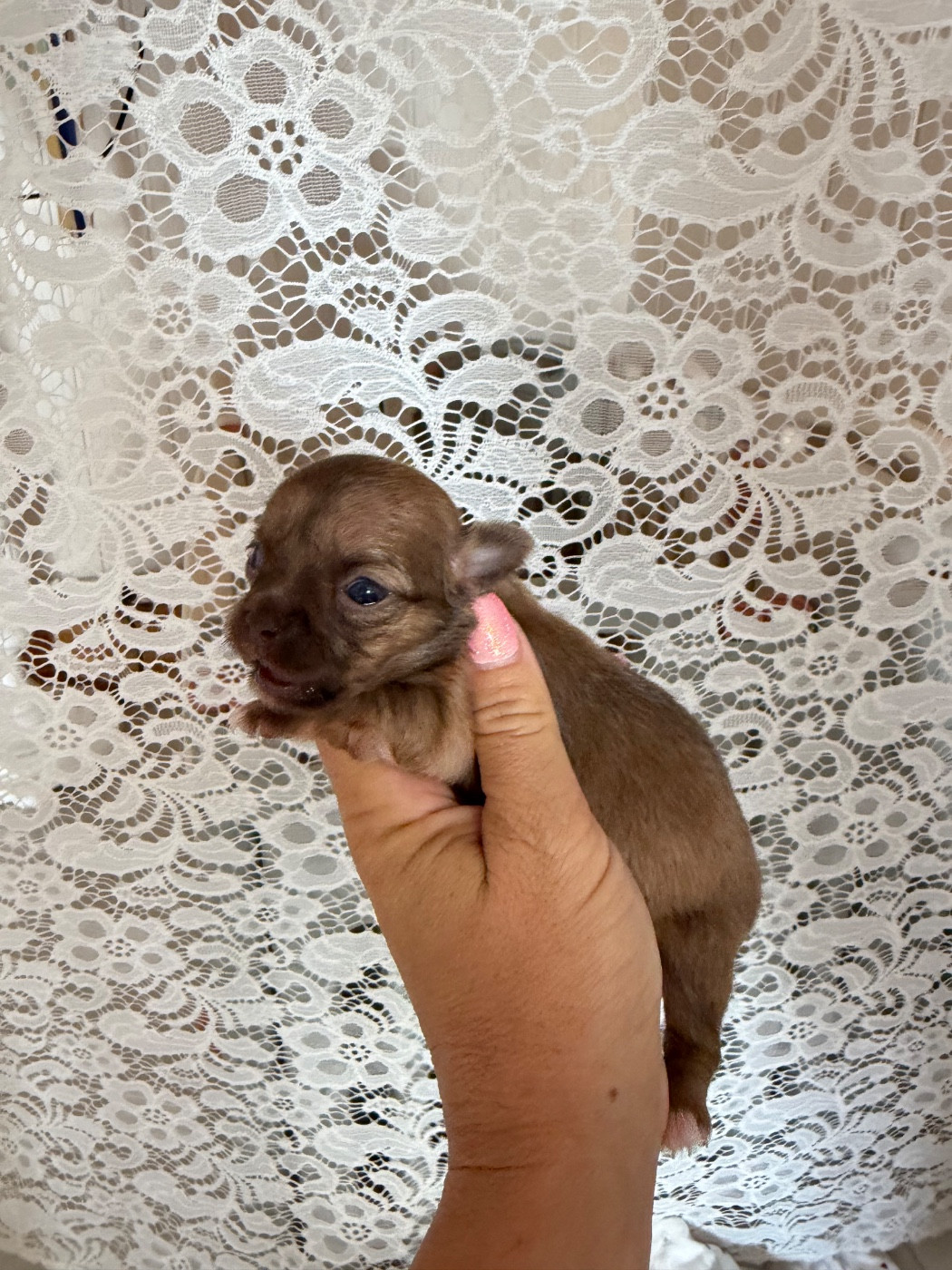 Chiot N°2 - Chihuahua