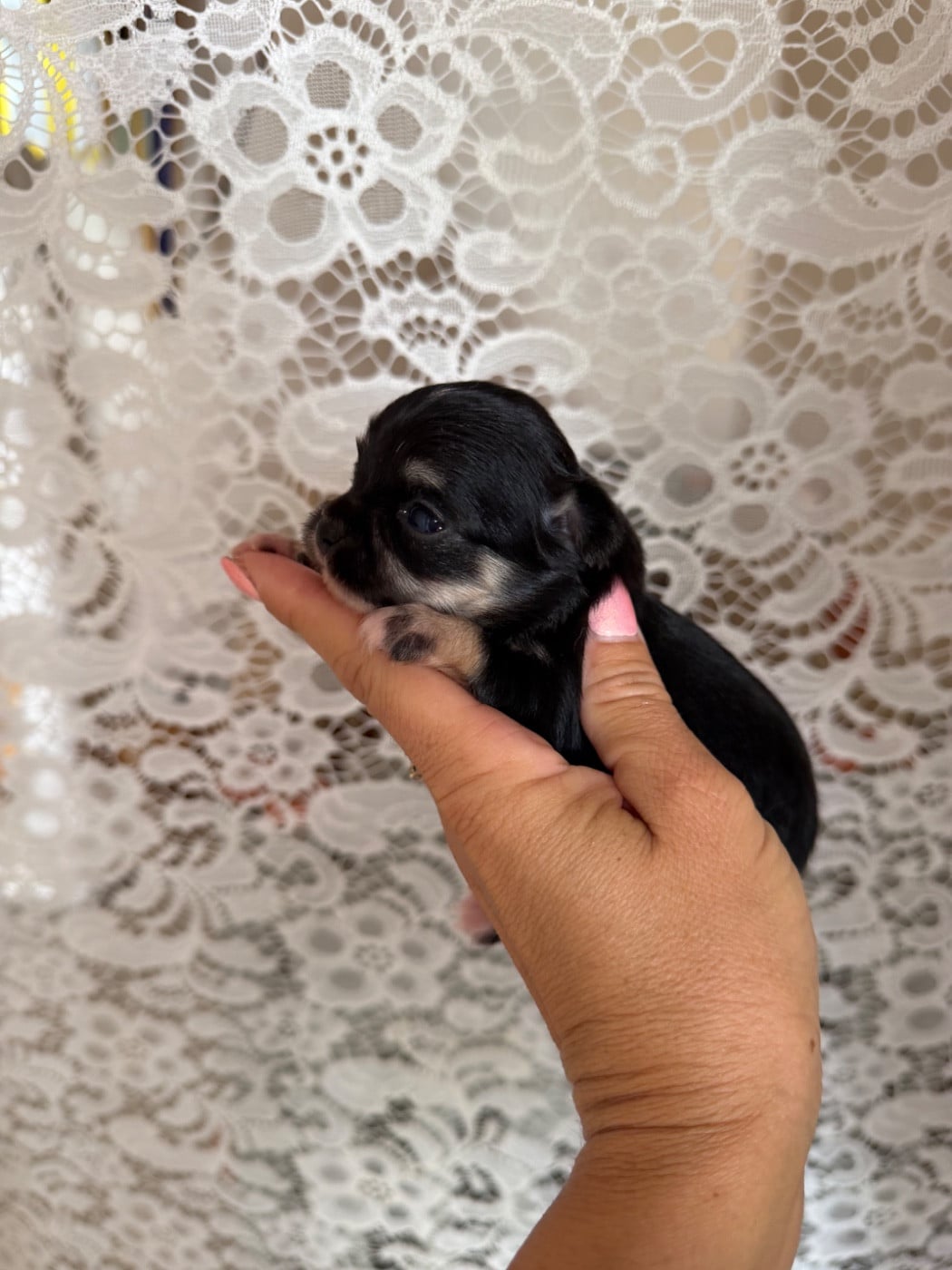 Chiot N°3 - Chihuahua