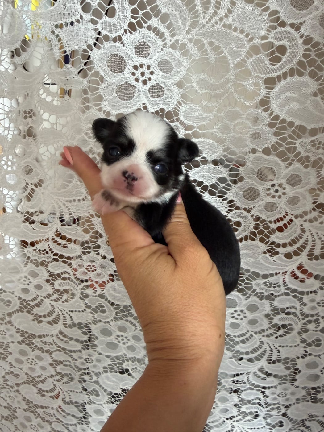 Chiot N°4 - Chihuahua