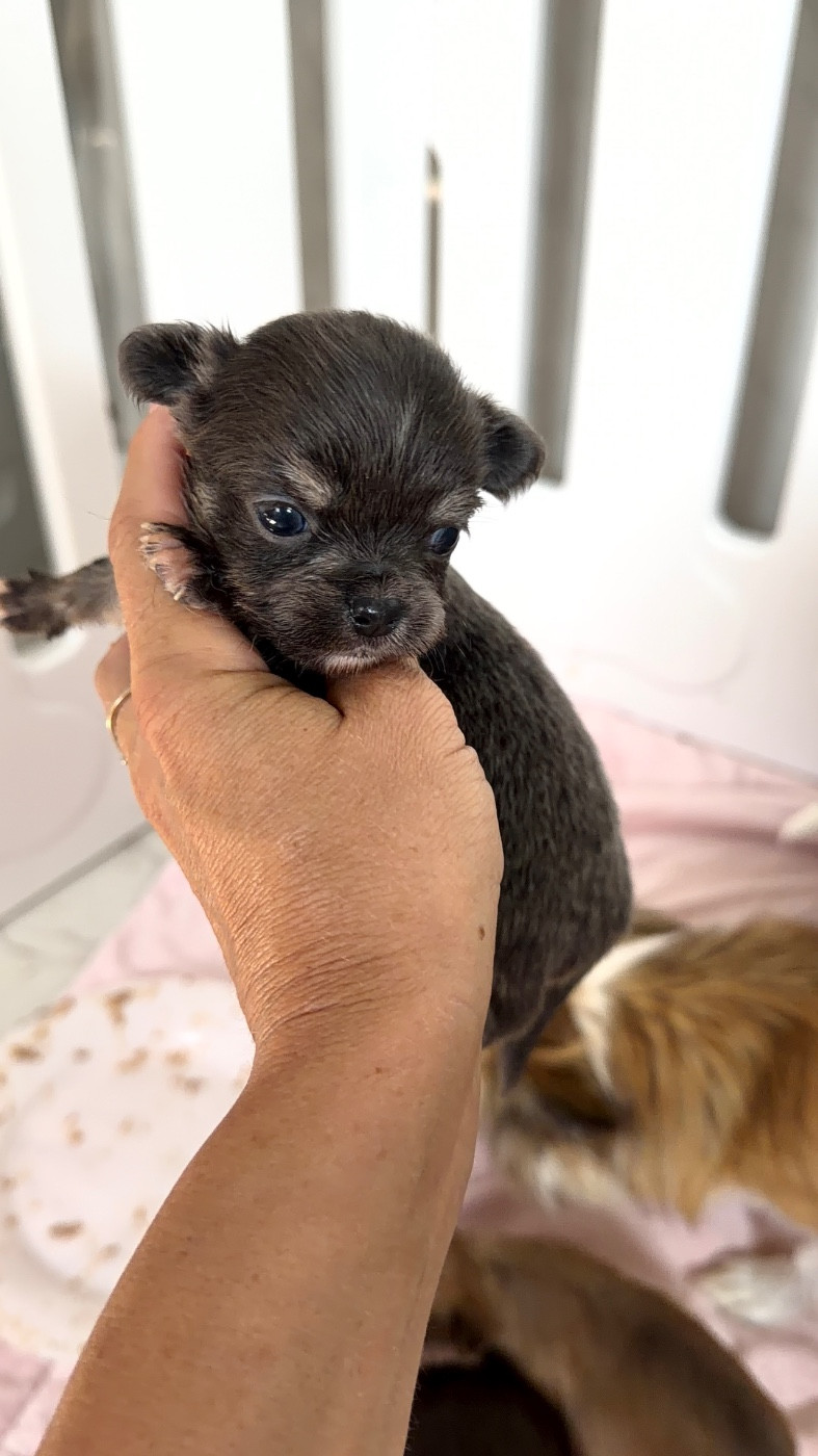 Chiot N°5 - Chihuahua