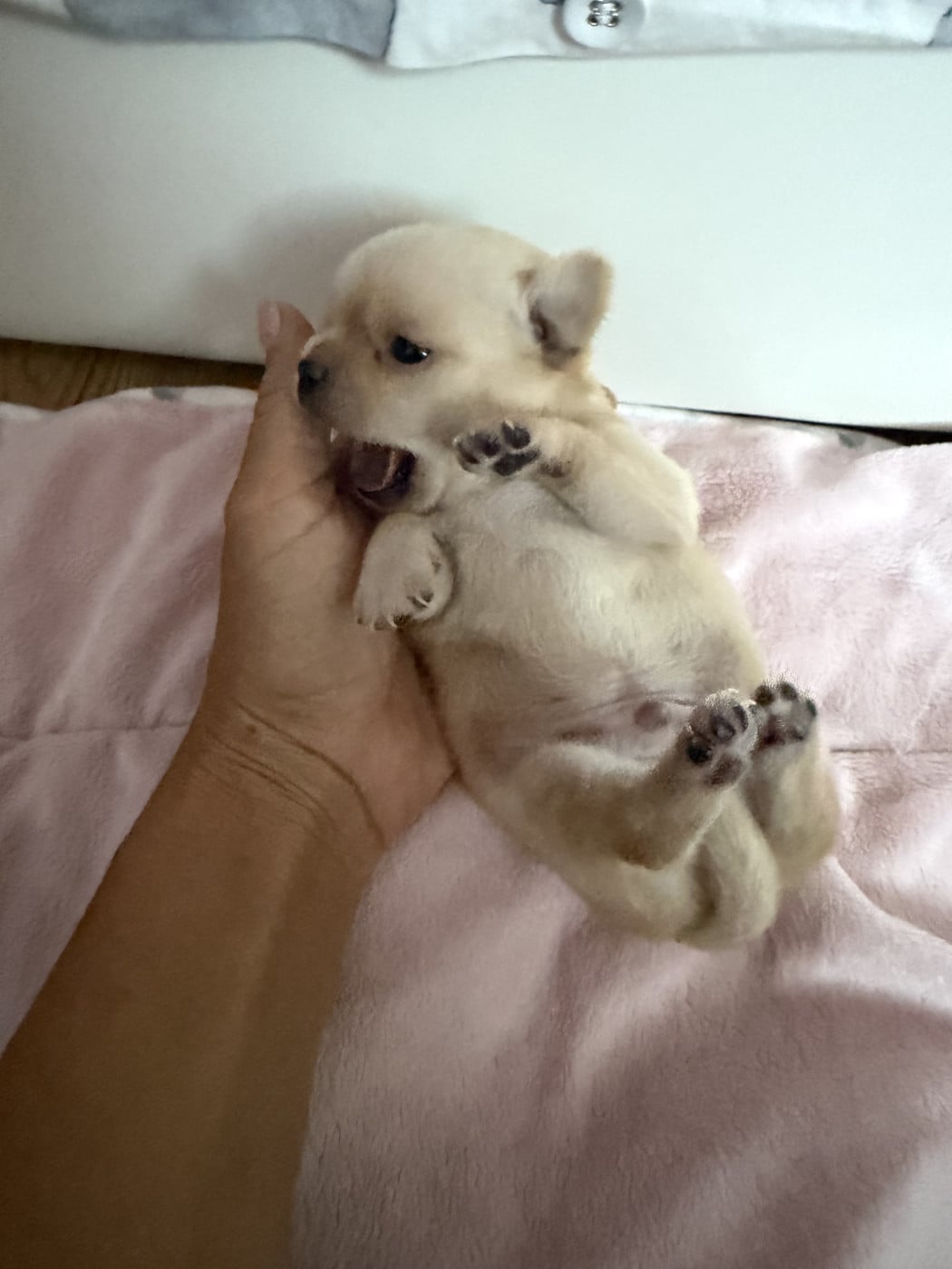 B  - Chihuahua