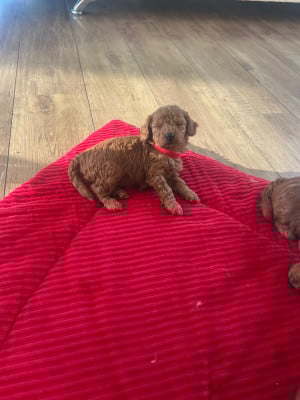 Les chiots de Caniche