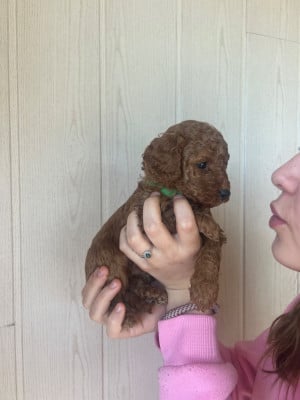 Les chiots de Caniche