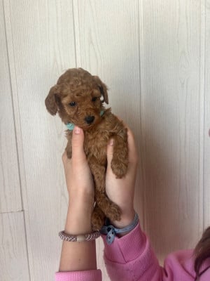 Les chiots de Caniche