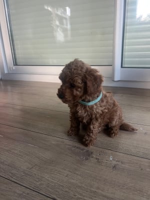 Les chiots de Caniche