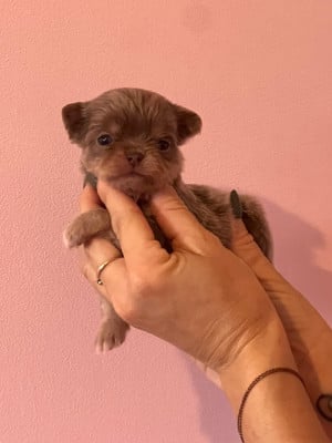 Les chiots de Chihuahua