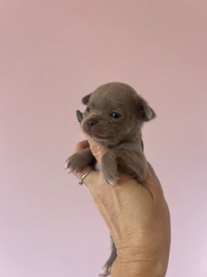 Les chiots de Chihuahua