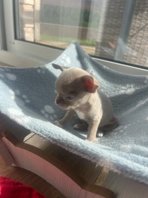 Les chiots de Chihuahua