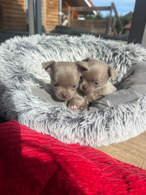 Les chiots de Chihuahua