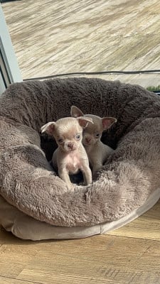 Les chiots de Chihuahua