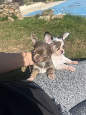 Les chiots de Chihuahua