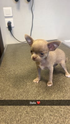 Les chiots de Chihuahua