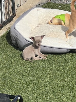Les chiots de Chihuahua