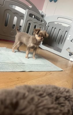 Les chiots de Chihuahua