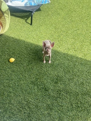 Les chiots de Chihuahua