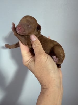 Les chiots de Caniche