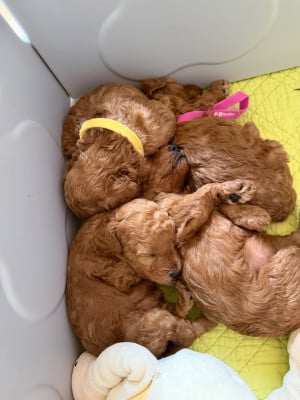 Les chiots de Caniche