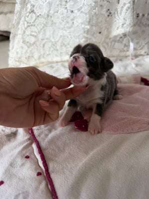 Les chiots de Chihuahua