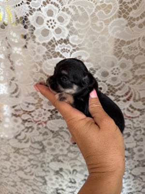 Les chiots de Chihuahua