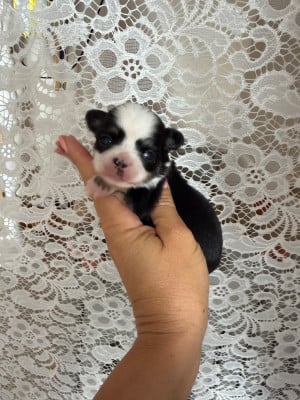 Les chiots de Chihuahua