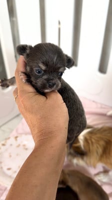 Les chiots de Chihuahua