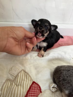 Les chiots de Chihuahua