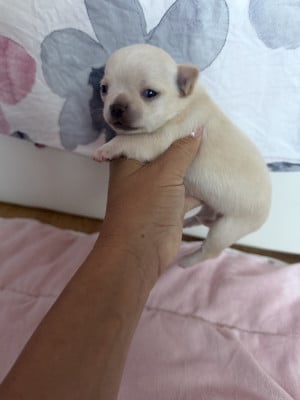 B  - Chihuahua