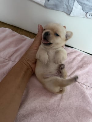 B  - Chihuahua