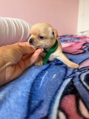 Les chiots de Chihuahua