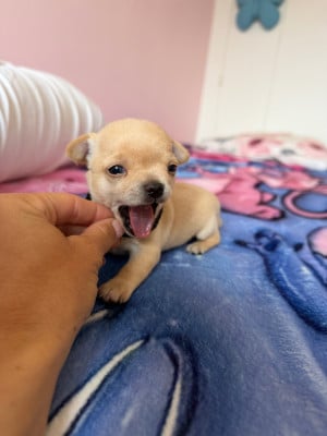 Les chiots de Chihuahua