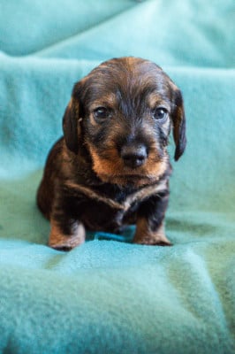 Les chiots de Teckel poil dur