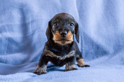 Les chiots de Teckel poil dur