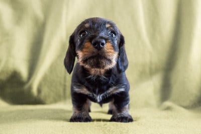 Les chiots de Teckel poil dur