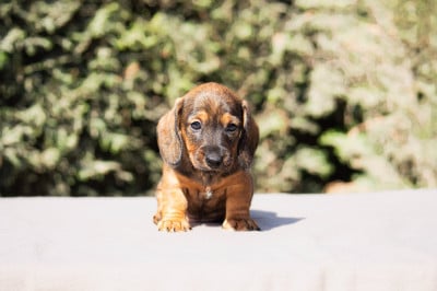 Les chiots de Teckel poil dur