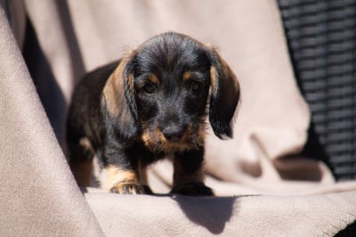 Les chiots de Teckel poil dur