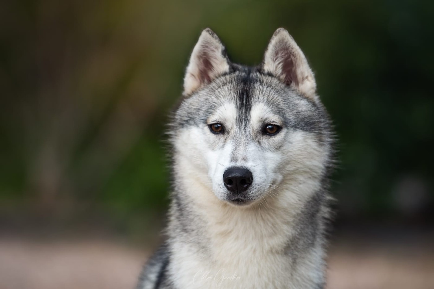 Absolute cheeky princess of Nordic Forest